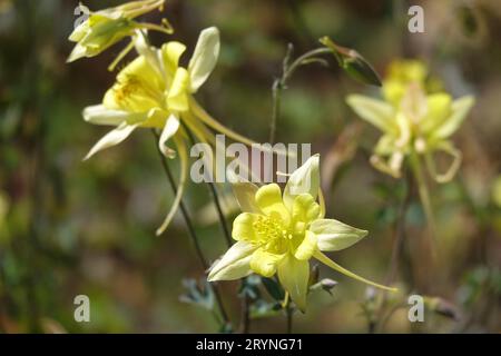 Aquilegia chrysantha, gelbe kolumbine Stockfoto