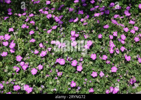 Geranium sanguineum var. Striatum, gestreifter, blutiger Kraneschnabel Stockfoto