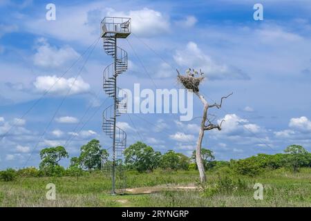 Blick auf ein Jabiru-Nest mit Jungtieren auf einem Baum und einen angrenzenden Aussichtsturm vor blauem Himmel wi Stockfoto