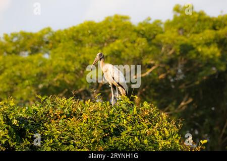 Holzstorch hoch oben auf einem Baum vor grünem Hintergrund, Pantanal Wetlands, Mato Grosso, Brasilien Stockfoto