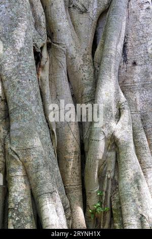 Nahaufnahme eines Regenwaldbaumstamms mit verwindeten Wurzeln, Pantanal Wetlands, Mato Grosso, Brasilien Stockfoto