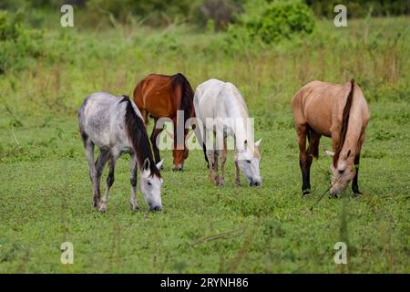 Vier unterschiedlich farbige Pferde, die auf einer üppigen grünen Wiese in den Pantanal Feuchtgebieten weiden, Mato Grosso, Stockfoto