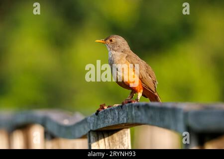 Nahaufnahme eines Rufous-bauchigen Trush auf einem hölzernen Geländer vor grünem Hintergrund, Pantanal We Stockfoto