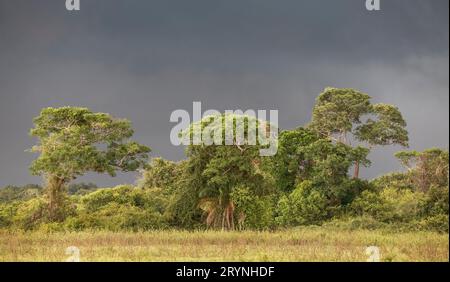 Dunkle Sturmwolken über einer Gruppe von Bäumen in Pantanal Wetlands, Mato Grosso, Brasilien Stockfoto