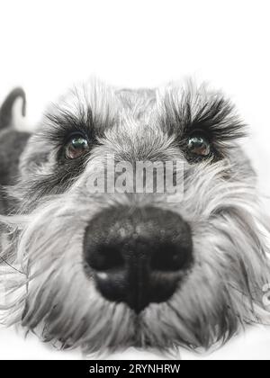 Kleiner schwarz-weißer Miniatur-Schnauzer-Hund mit lustigem Gesicht, der die Kamera auf weißem Hintergrund betrachtet Stockfoto