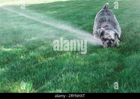 Nass glücklich Haustier Schnauzer Hund Welpe spielt mit Wasser, trinken aus Sprinkler in einem heißen Sommertag Stockfoto