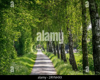 Frühlingszeit im deutschen münsterland Stockfoto