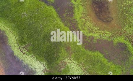 Fantastische Aussicht aus der Vogelperspektive auf die typische Pantanal-Feuchtlandschaft mit Lagunen, Flüssen, Wiesen und Bäumen, Stockfoto