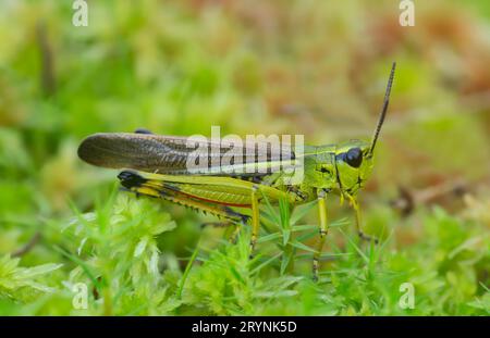 Männliche große märzgrasschrecken, Stethophyma grossum auf Moos, Makrofoto Stockfoto