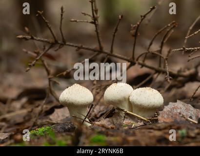 Gewöhnlicher Puffball, Lycoperdon perlatum in der natürlichen Umgebung ist dieser Pilz essbar Stockfoto