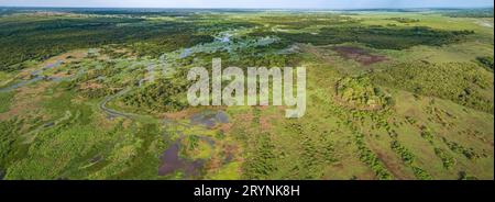 Panoramaaufnahme der typischen Pantanal-Feuchtgebiete mit Rindern, die um Lagunen weiden, für Stockfoto