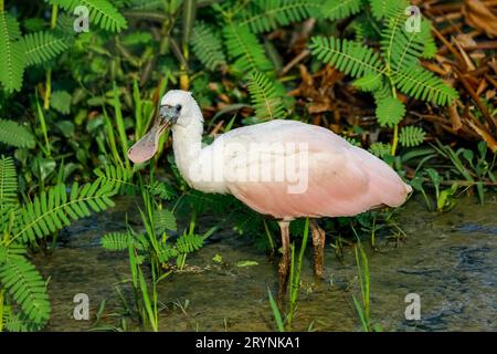 Nahaufnahme eines Rosenlöffelschnabels, der am Wasserrand auf der Suche nach Wasser ist, Pantanal Feuchtgebiete, Mato Stockfoto