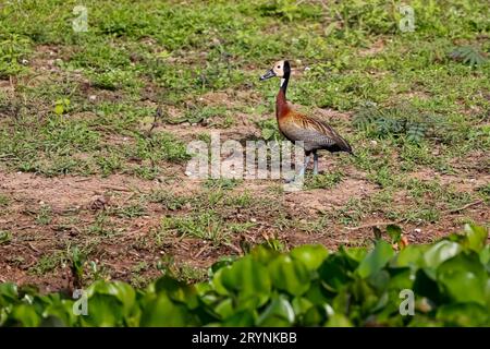 Weiße pfeifende Ente auf einem Feld am Wasserrand, Pantanal Wetlands, Mato Grosso, Brasilien Stockfoto