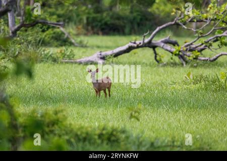 Roter Brockhirsch in der Ferne in grünem Gras, Pantanal Wetlands, Mato Grosso, Brasilien Stockfoto