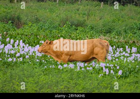 Wunderschöne braune Rinder auf einer Wiese mit Wasserhyazinthen in Blüte, Pantanal Feuchtgebiete, Mato Grosso, BH Stockfoto