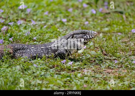 Schwarz-weißer Tegu im Gras, Seitenansicht, Pantanal Wetlands, Mato Grosso, Brasilien Stockfoto