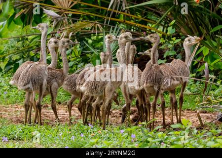 Nahaufnahme einer Gruppe von Nandu- oder Rhea-Küken in natürlichem Lebensraum, Pantanal Feuchtgebiete, Mato Grosso, Braz Stockfoto