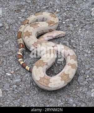 Nahaufnahme eines Boa Constrictor, der auf einer geteerten Straße in einer Schleife liegt, Pantanal Wetlands, Mato Grosso, Brasilien Stockfoto