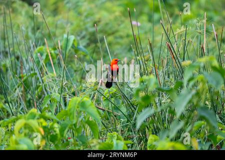 Bunte Amsel mit Scharlachkopf, die auf einem Schilfstiel vor grünem Hintergrund thront, Pantanal Wetlan Stockfoto