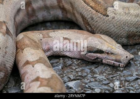 Nahaufnahme eines Boa Constrictor, der auf einer geteerten Straße in einer Schleife liegt, Pantanal Wetlands, Mato Grosso, Brasilien Stockfoto