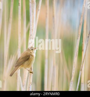 Ein Seedsänger, Acrocephalus schoenobaenus, der auf einem Schilf am Rand eines Sees steht. Stockfoto