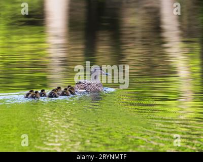 Stockente Weibchen mit Entenblüten schwimmt auf einem See Stockfoto