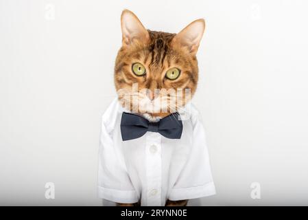 Katze in Hemd und Fliege auf weißem Hintergrund Stockfoto