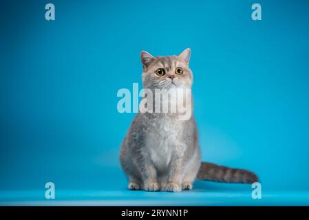 Eine nachdenkliche Katze der britischen Rasse in der silbernen Chinchilla, die auf einem hellblauen Hintergrund sitzt und nach oben blickt Stockfoto