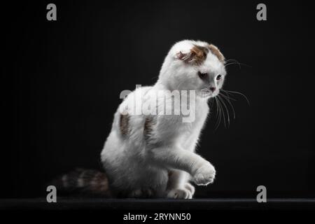 Die schottische Faltkatze ist weiß mit Farbflecken auf schwarzem Hintergrund Stockfoto