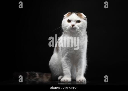 Die schottische Faltkatze ist weiß mit Farbflecken auf schwarzem Hintergrund Stockfoto