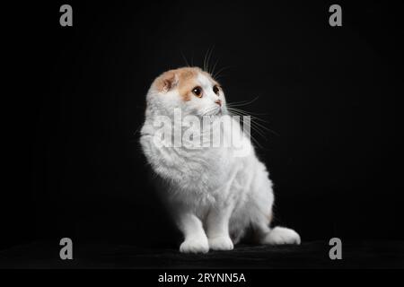 Die verängstigte Trikolore-Katze der schottischen Faltenrasse sitzt auf schwarzem Hintergrund Stockfoto