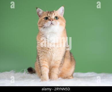 Eine nachdenkliche Katze der britischen Rasse in der goldenen Chinchilla-Farbe, die auf einem Teppich aus weißem Kunstfell auf grünem Hintergrund sitzt Stockfoto