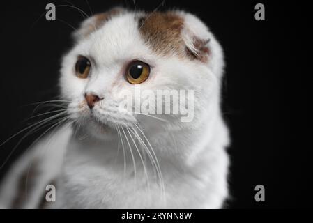 Die schottische Faltkatze ist weiß mit Farbflecken auf schwarzem Hintergrund Stockfoto