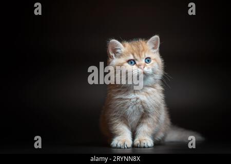 Kätzchen der britischen langhaarigen goldenen Chinchilla-Rasse sitzt auf schwarzem Hintergrund Stockfoto