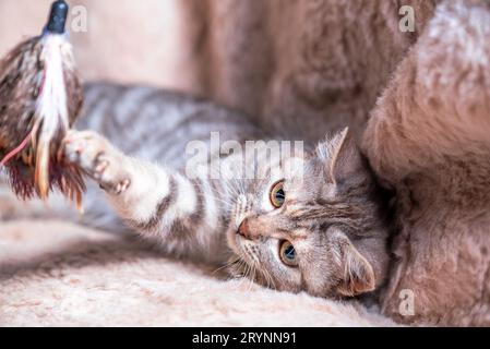 Tabby gestreiftes Kätzchen spielt auf dem Sofa, das mit einem hellen Karo aus Kunstfell bedeckt ist Stockfoto