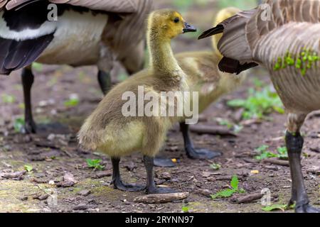 Kanadagänse (Branta canadensis) G Stockfoto