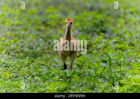 Der Sandhill-Kran (Antigone canadensis), Stockfoto