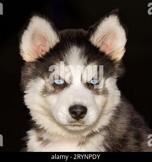 8 Wochen Alte Sibirische Husky-Hündchenkopfschuss Stockfoto