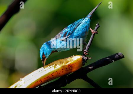 Blue Dacnis ernährt sich von einer Banane im Sonnenlicht vor unscharfem grünen Hintergrund, Folha Seca, Brasilien Stockfoto