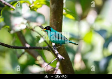 Grüner Honeycreeper, Seitenansicht, hoch oben auf einem Ast vor Unschärfe-Hintergrund, Folha Seca, Brasilien Stockfoto