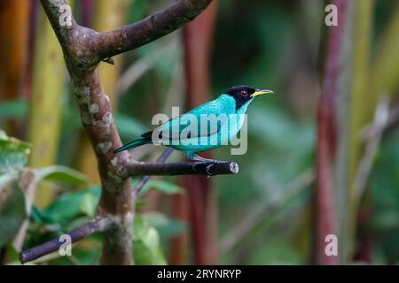 Close-up of a Green honeycreeper, front view, perched on a branch against defocused background, Folh Stockfoto
