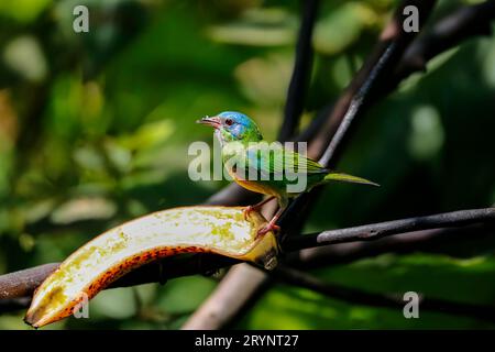 Dacnis Cayana thront auf einem Zweig mit Banane im Sonnenlicht vor unscharfem grünem Hintergrund, Folha Stockfoto