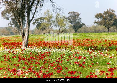 Rote Anemonen im Gras Stockfoto