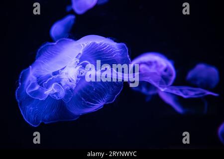 Durchscheinende Mondquallen (Aurelia aurita), die im Georgia Aquarium in der Innenstadt von Atlanta, Georgia, unter farbigem Licht schwimmen. (USA) Stockfoto