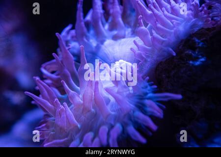 Wunderschöne Anemone mit Blasenspitze (Entacmaea quadricolor) im Georgia Aquarium in der Innenstadt von Atlanta. (USA) Stockfoto