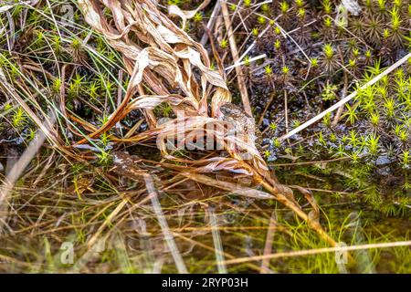 Nahaufnahme einer winzigen, wunderschönen Mammutkröte, die auf nassbraunen Blättern am Ufer sitzt, Itatiaia, Brasilien Stockfoto