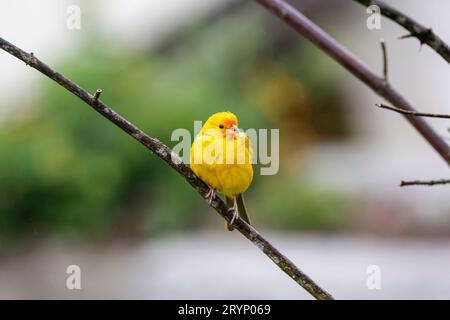 Schöne safranfinke, die sich auf einem leeren Ast vor unscharfem grünem Hintergrund thront, Serra da Mantiqueira, Atlantischer Wald, Stockfoto