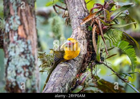 Safran-Toucanet auf einem Baumzweig vor unscharfem natürlichen Hintergrund, Serra da Mantiqueira, Atlantischer Wald, Itatiaia, Stockfoto