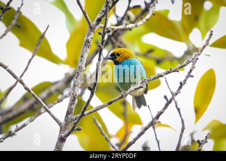 Kleiner, farbenfroher Tanager mit Goldrand, der auf einem winzigen Zweig vor grünem Hintergrund thront, Caraca Natural Stockfoto
