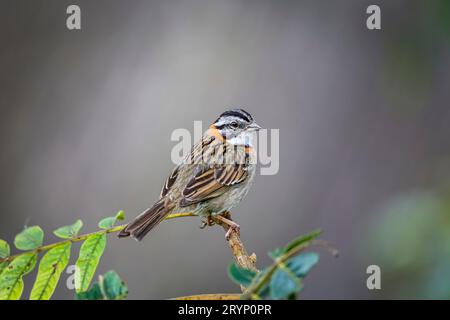 Nahaufnahme eines Spatzes mit Rufous-Kragen, der auf einem Ast vor unscharfem Hintergrund thront, Serra da man Stockfoto